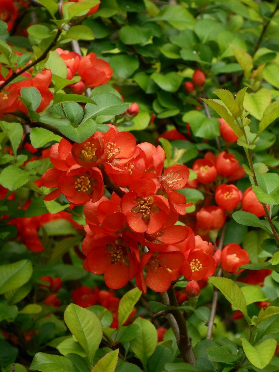 Айва в саду