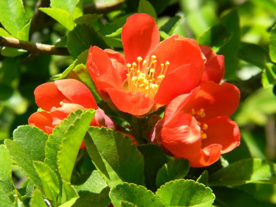 Дерево айва японская хеномелес