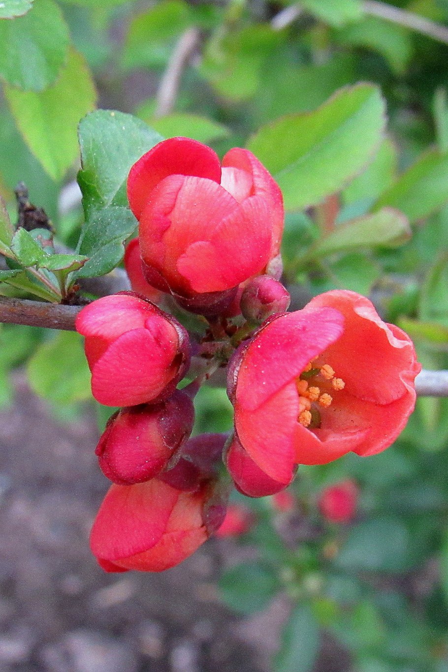 Айва кустарник