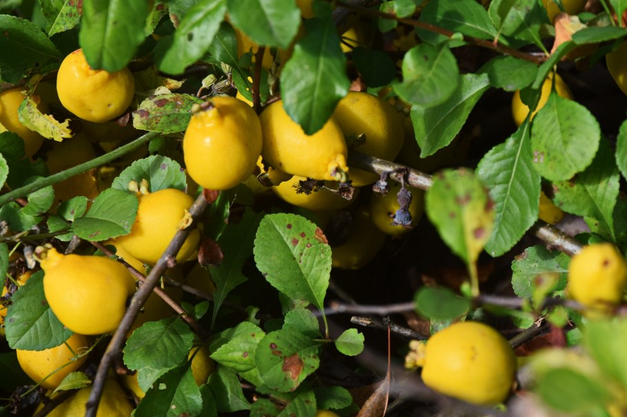 Айва Садовая мелкая