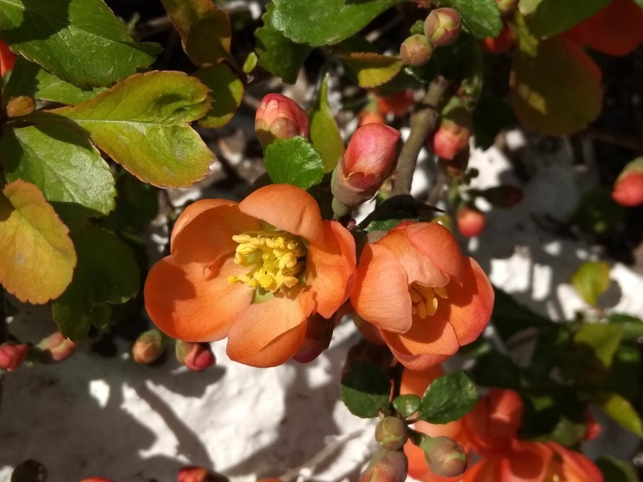 Айва кустовая