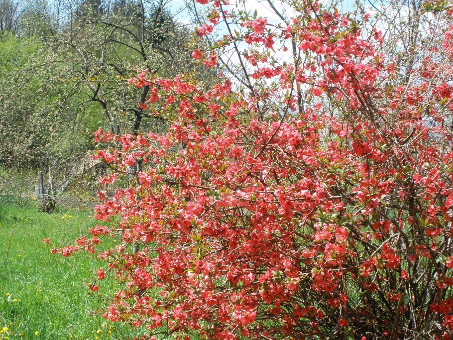 Айва японская плодовые кустарники