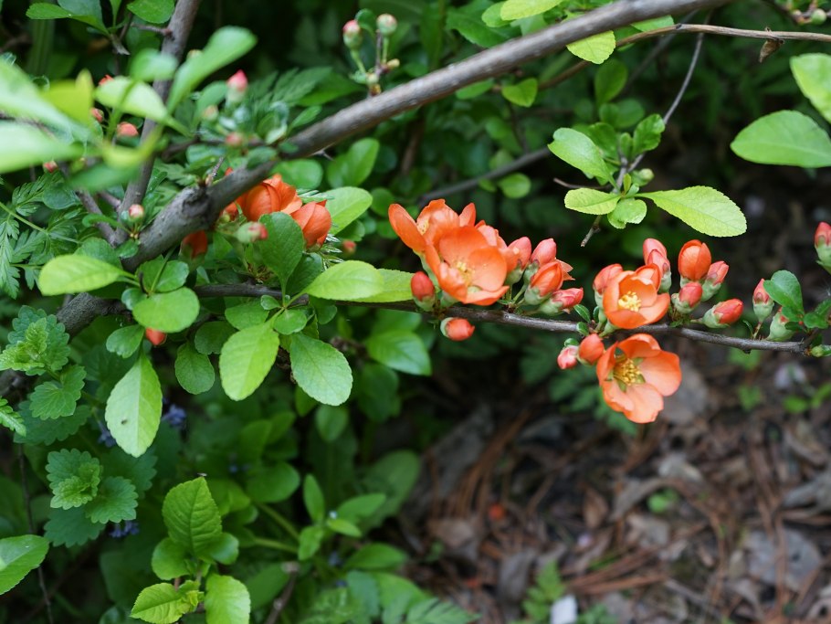 Айва японская листья