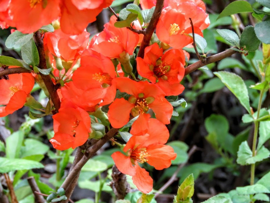 Айва японская Вереск