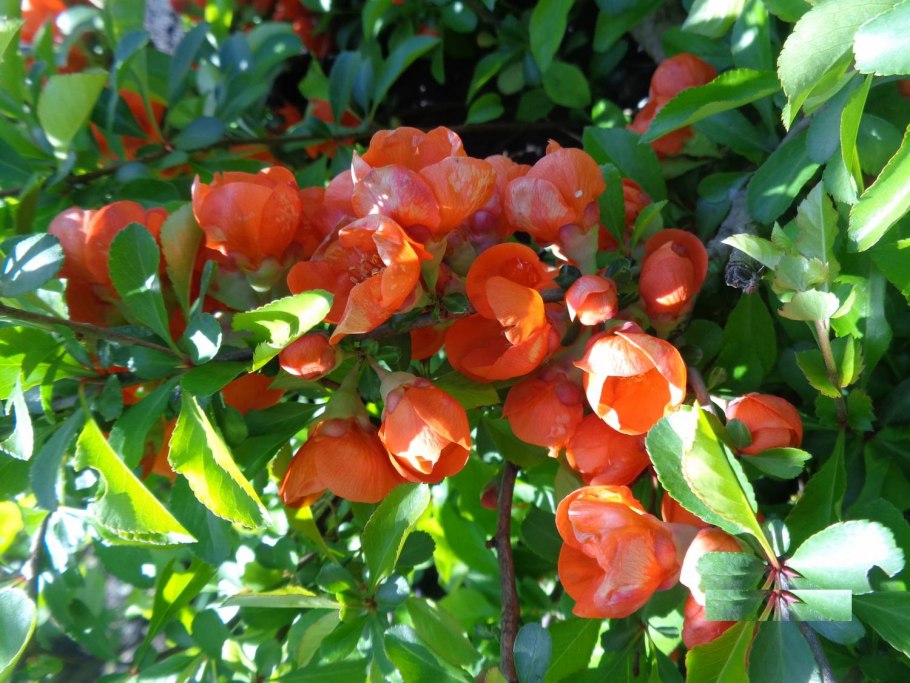 Айва Боуль де Фе