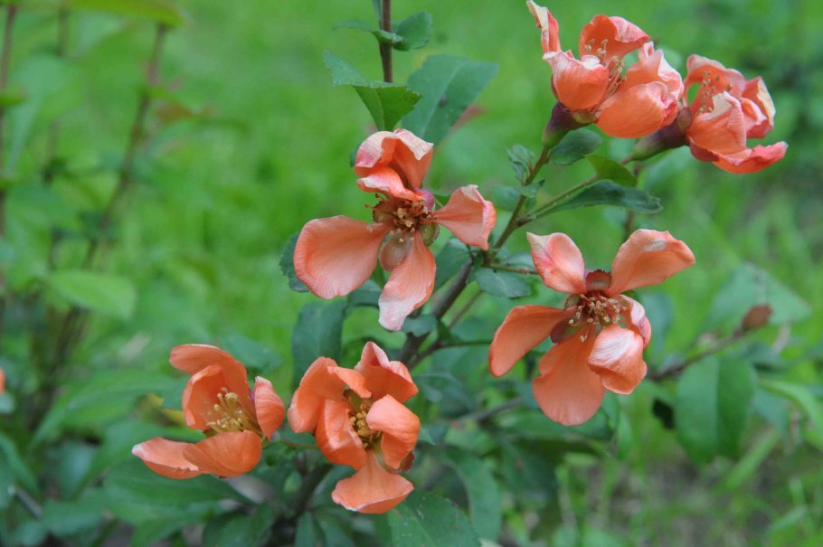 Хеномелес японская айва куст