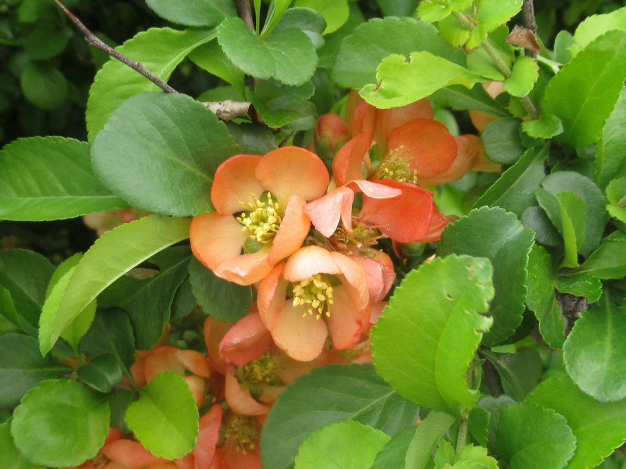 Хеномелес (айва) катаянский