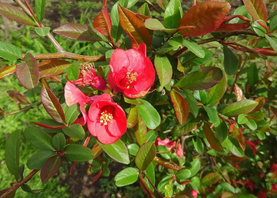 Айва цветение Абхазия