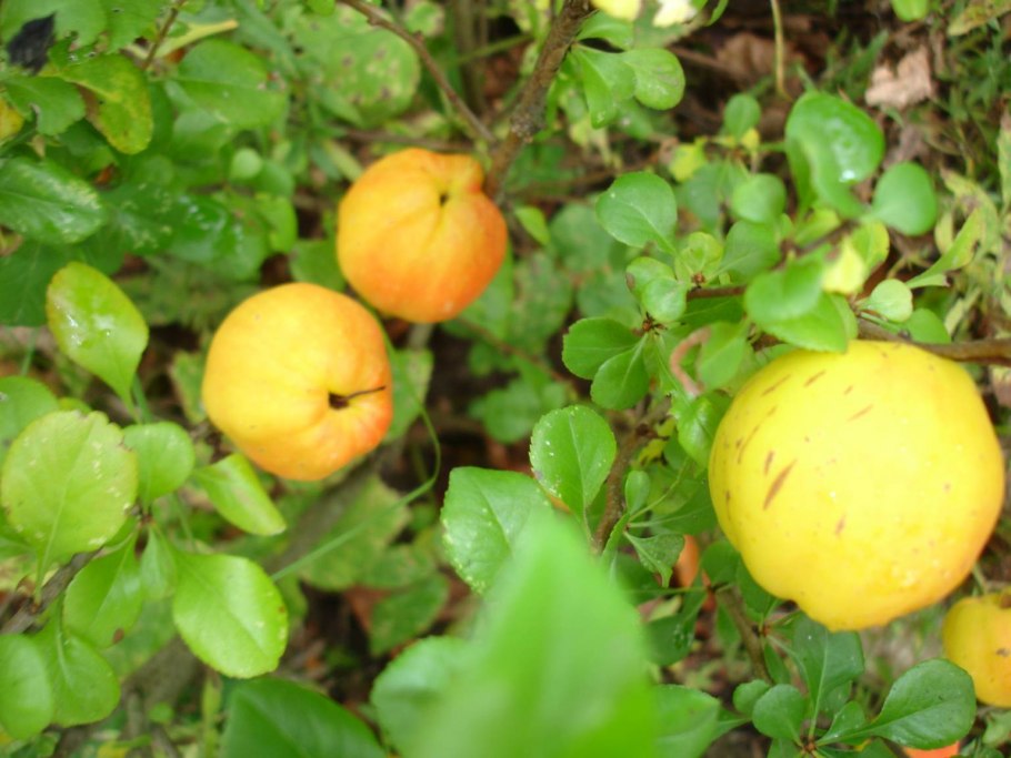 Маньчжурская айва