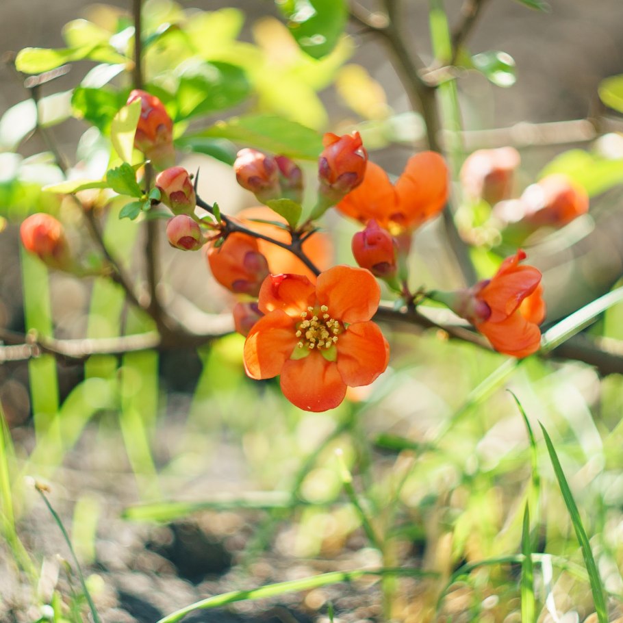 Айва цветение