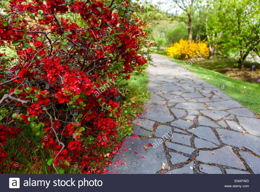 Хеномелес японский живая изгородь