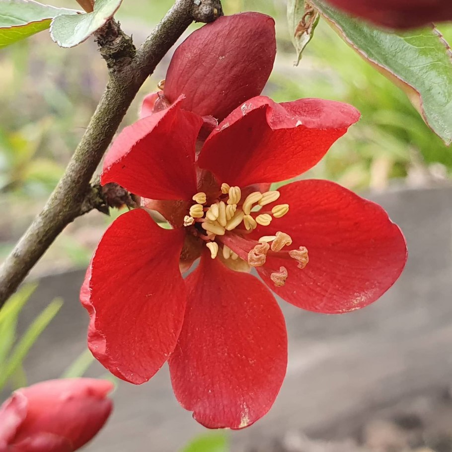 Айва на ветке фото