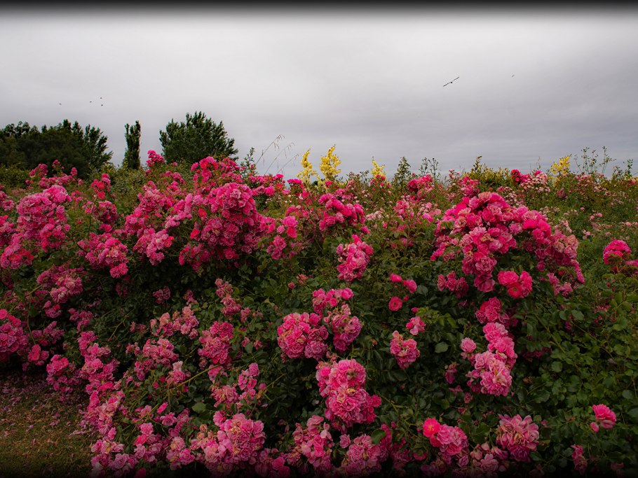 Роза Хайдельберг куст