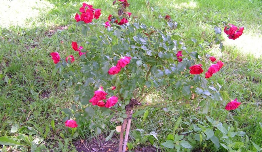 Роза Бетси куст