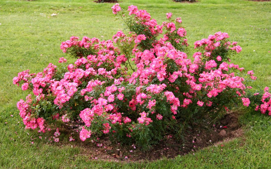 Роза морщинистая изгородь