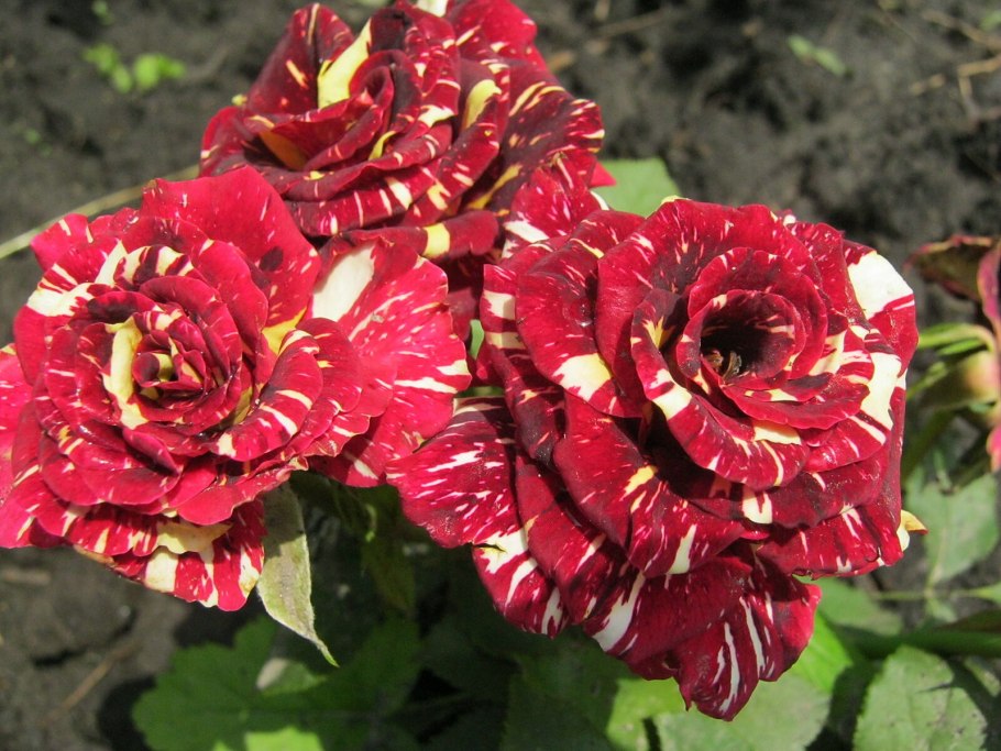 Роза Сириус куст