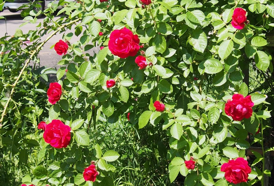 Роза Помпонелла саммер Хаус