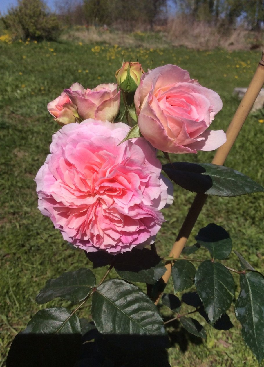 Роза остинка сорт ралли