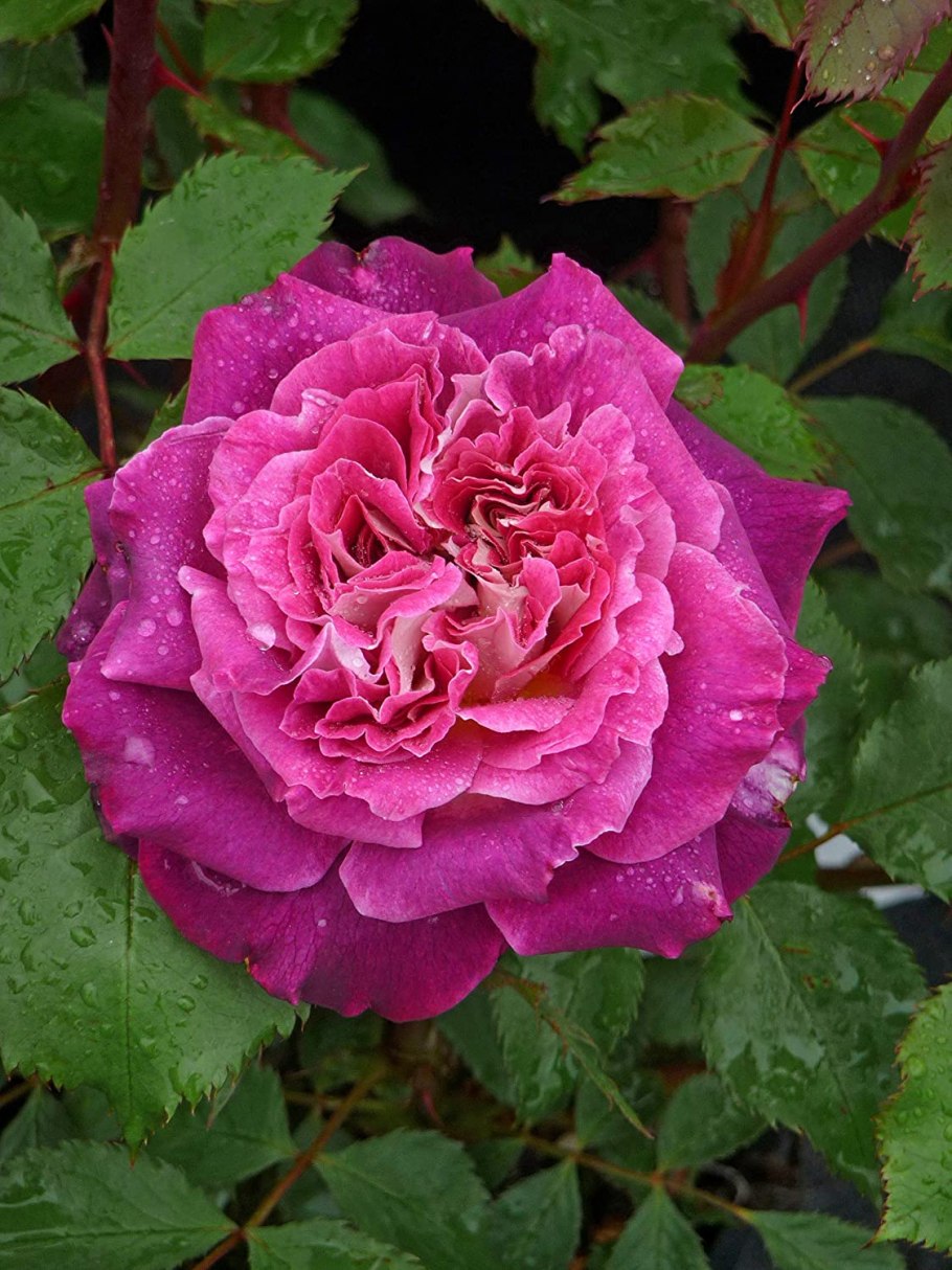 Роза Фиона почвопокровная