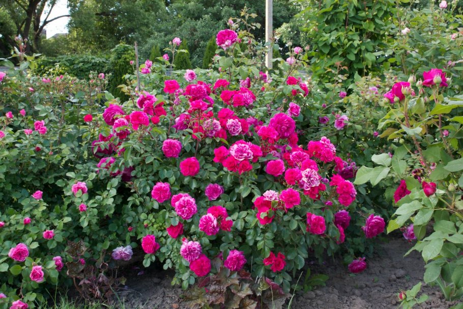 Young Lycidas роза Остина