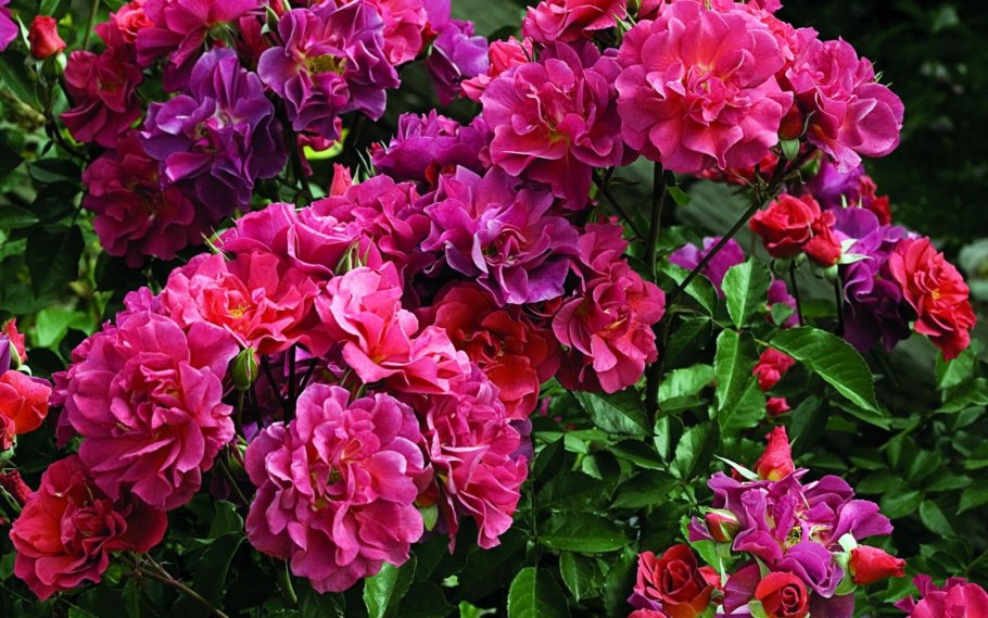 Сад Дэвида Остина Великобритания