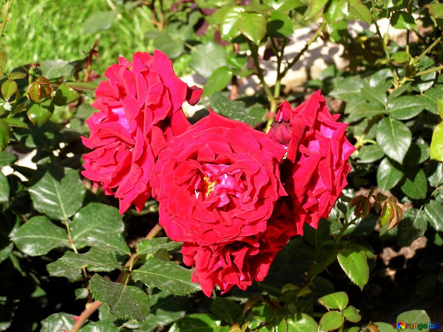 Роза Династия сенсейшен