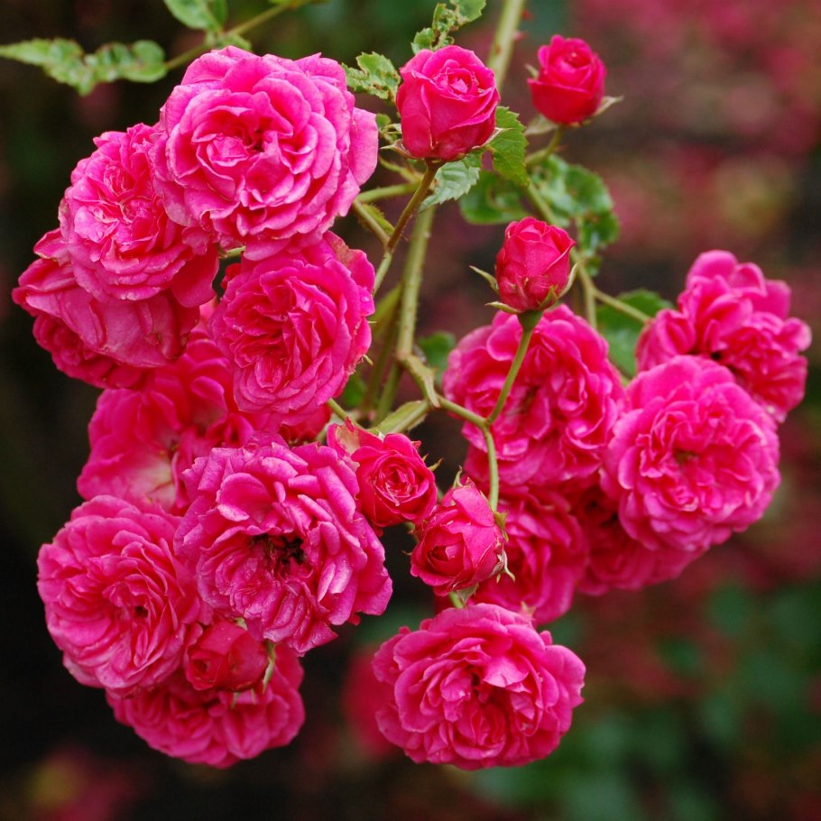 Роза плетистая Мистер Вондер