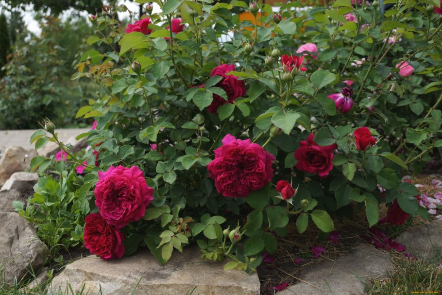 Бонапарт роза почвопокровная