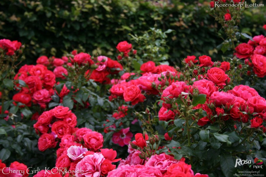 Роза Дарси Басселл