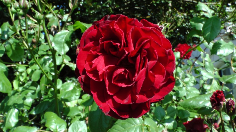 Польская роза рабатковая