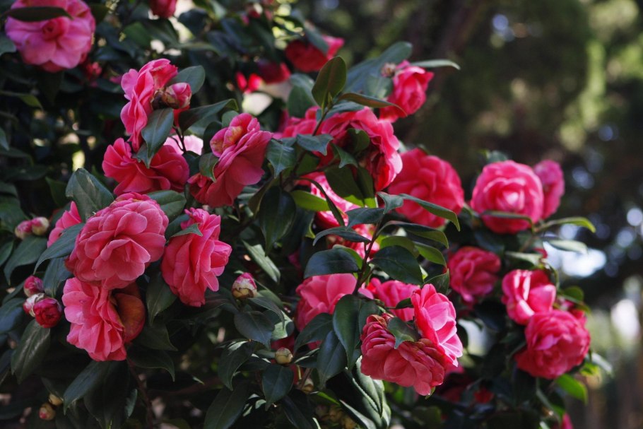 Роза плетистая корнесобственная