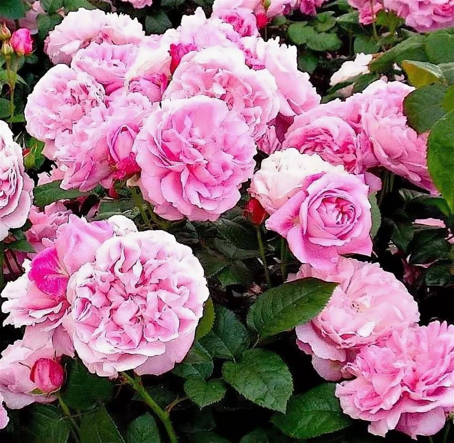 Роза бордюрная ред Хард