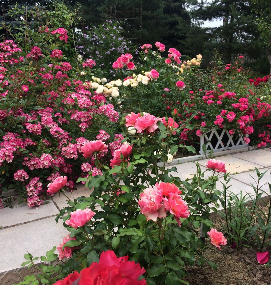 Роза Гарден Виктория