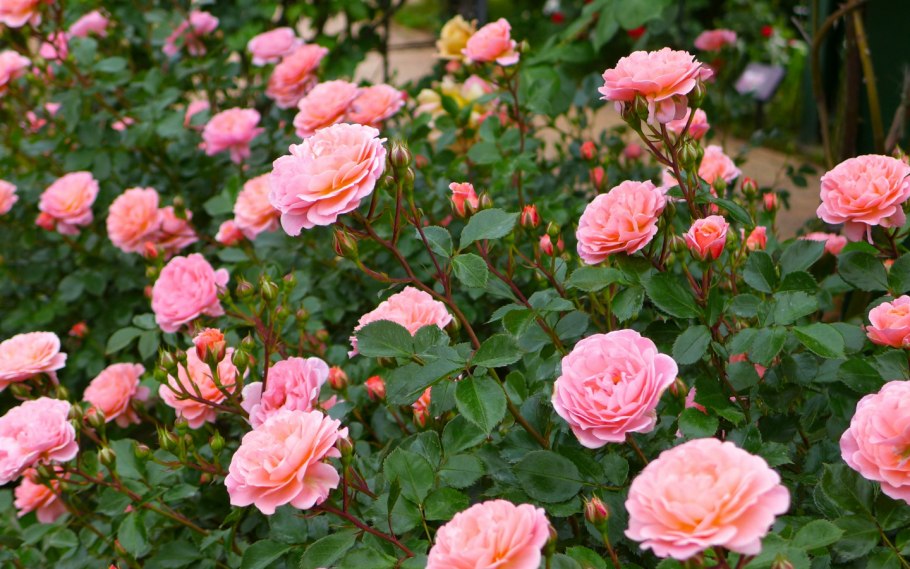 Кустарниковые розы