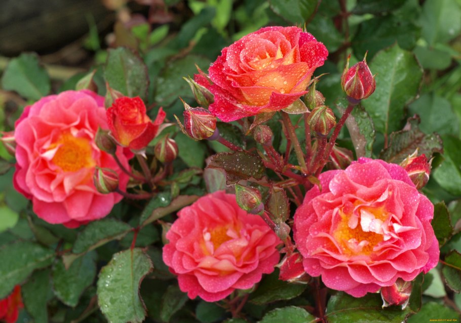 Роза флорибунда баронесса