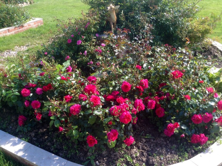 Роза флорибунда Сангрия