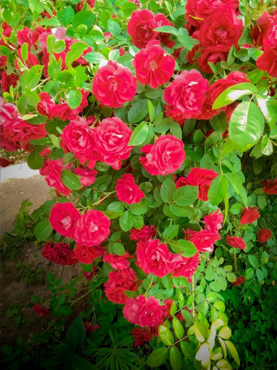 Роза Rose MEILOVE