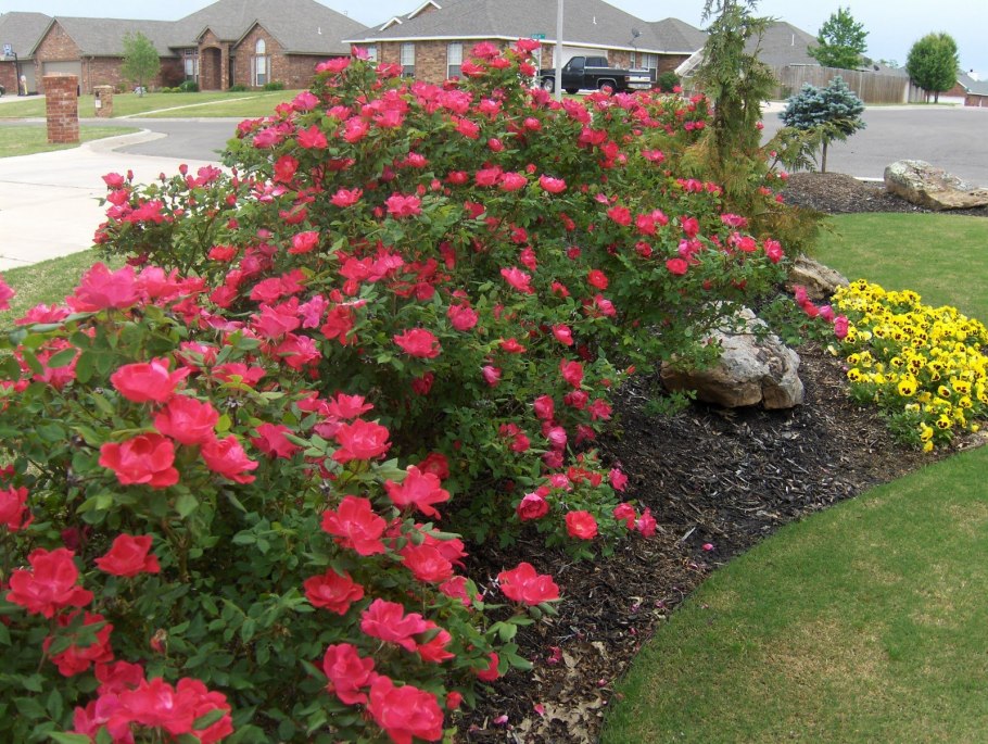 Алая флорибунда