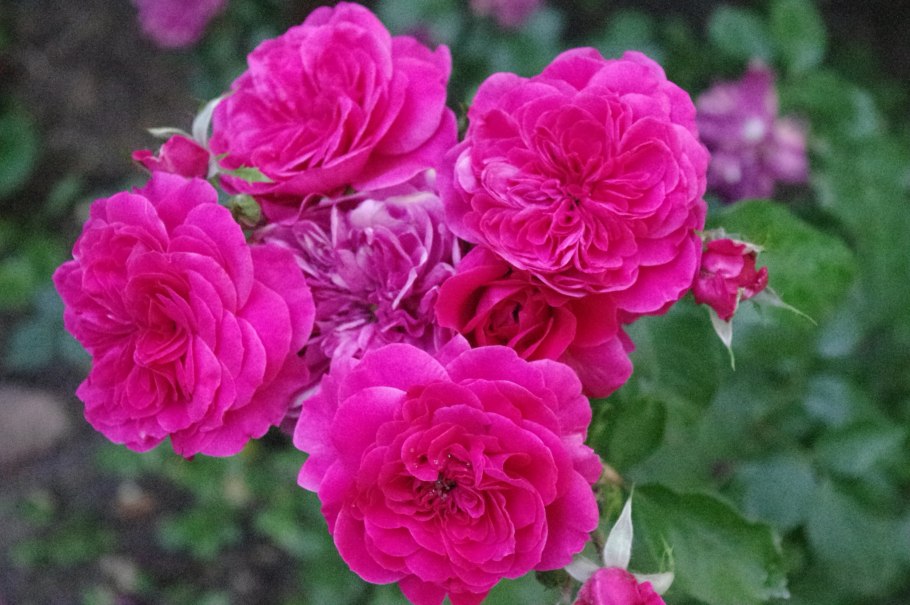 Парковые ремонтантные розы