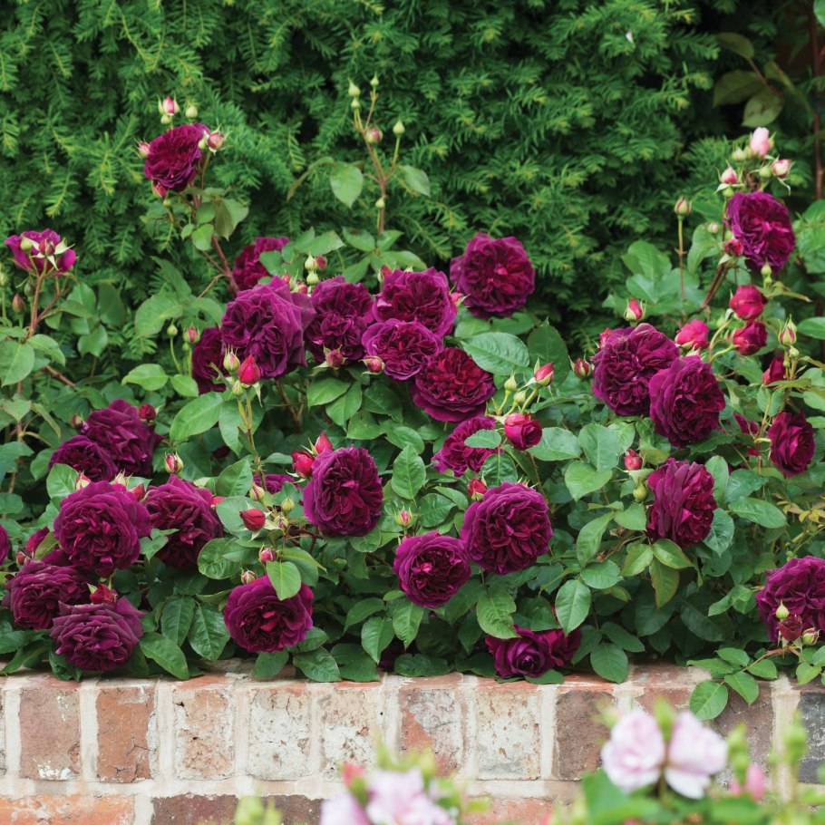 Куст роза брам