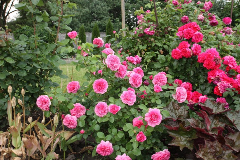 Роза флорибунда баронесса