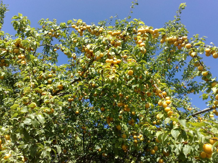 Алыча кустарник