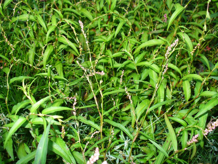 Водяной перец (Polygonum hydropiper)