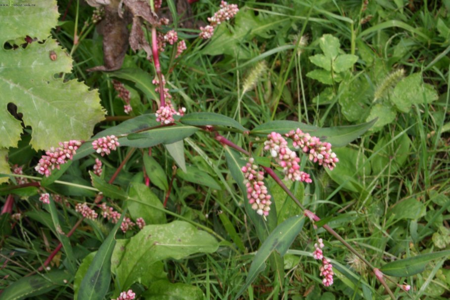 Горец шероховатый (Polygonum scabrum),
