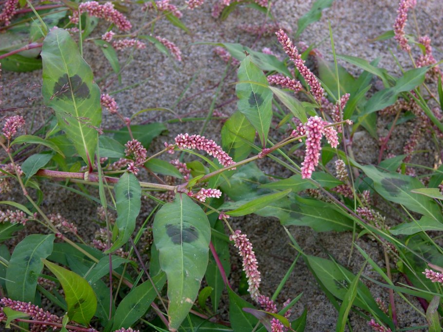 Горец перечный - Polygonum hydropiper
