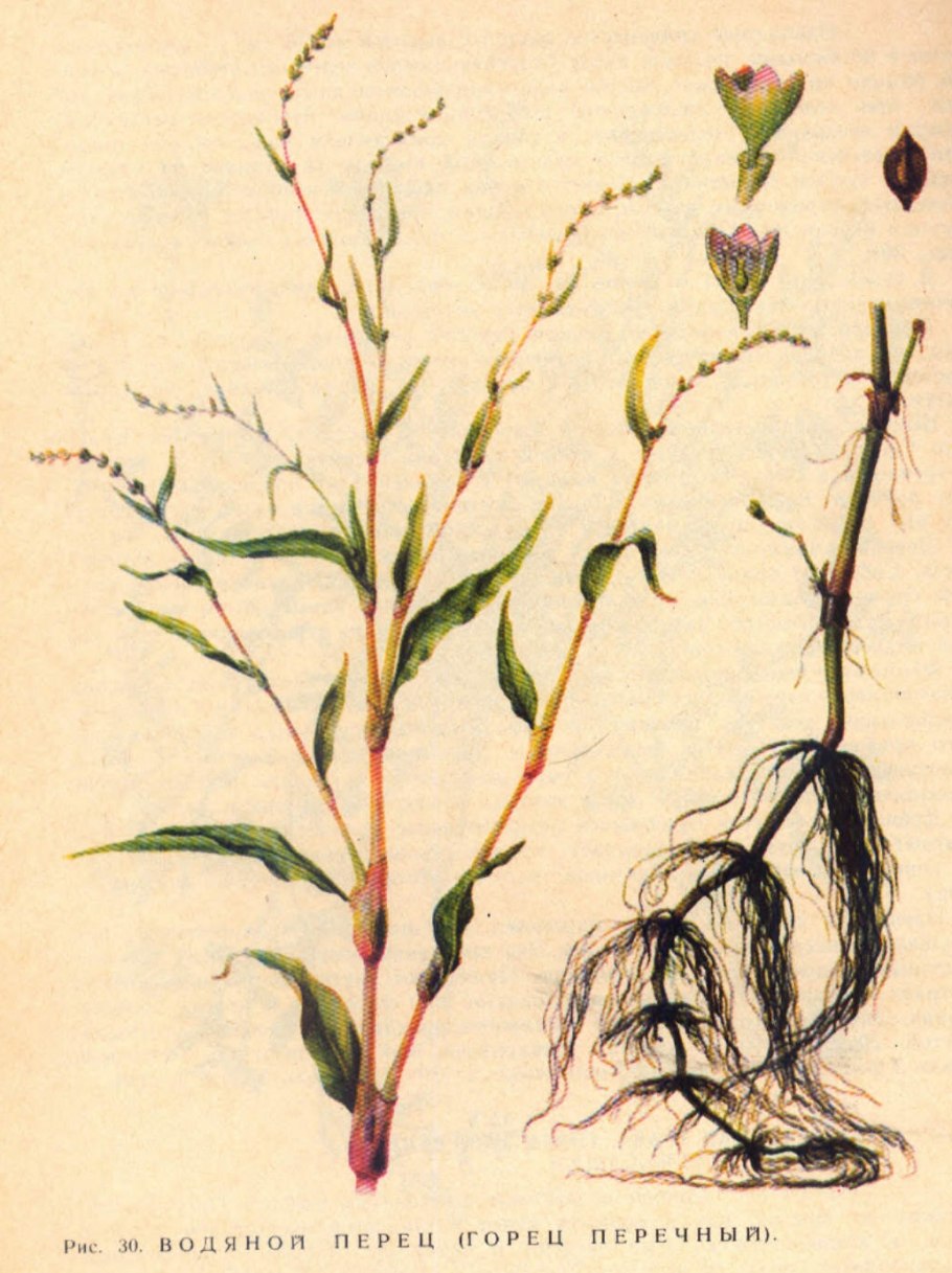 Water Pepper / Marsh Pepper Knotweed (Polygonum hydropiper) водяной перец.