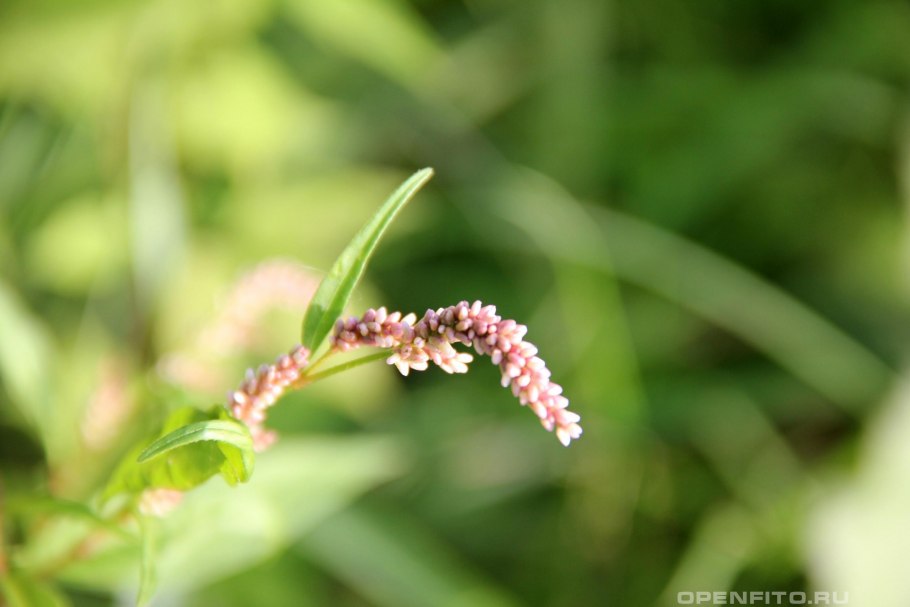 Polygonaceae гречишные
