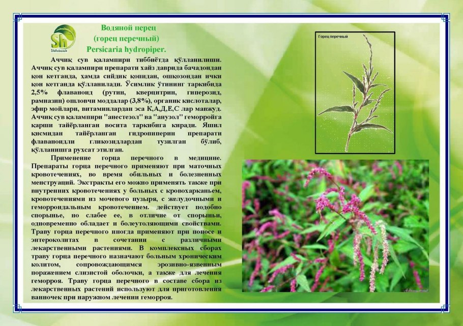 Сила природы трава водяной перец 50 г
