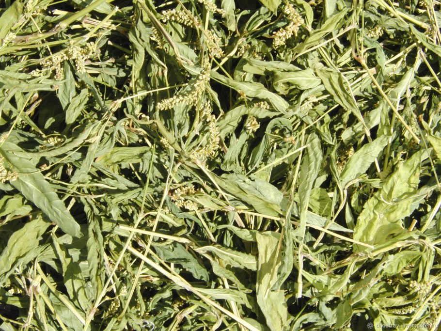 Горец родственный (Polygonum affine `Daijeerling Red`)