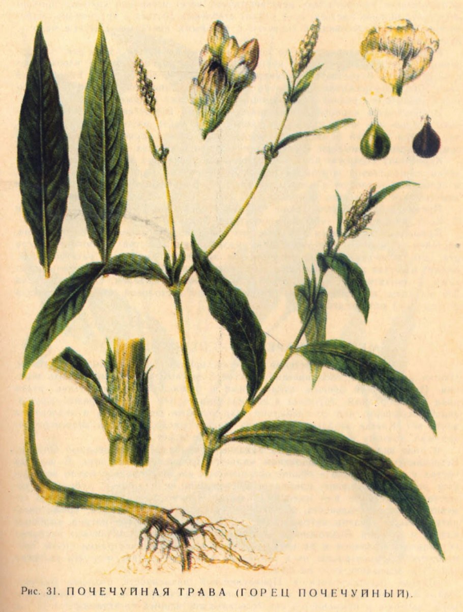 Горец войлочный Polygonum tomentosum